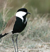 Spur-winged Lapwing