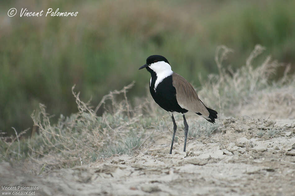 Spur-winged Lapwingadult, habitat, pigmentation