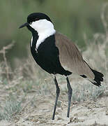 Spur-winged Lapwing