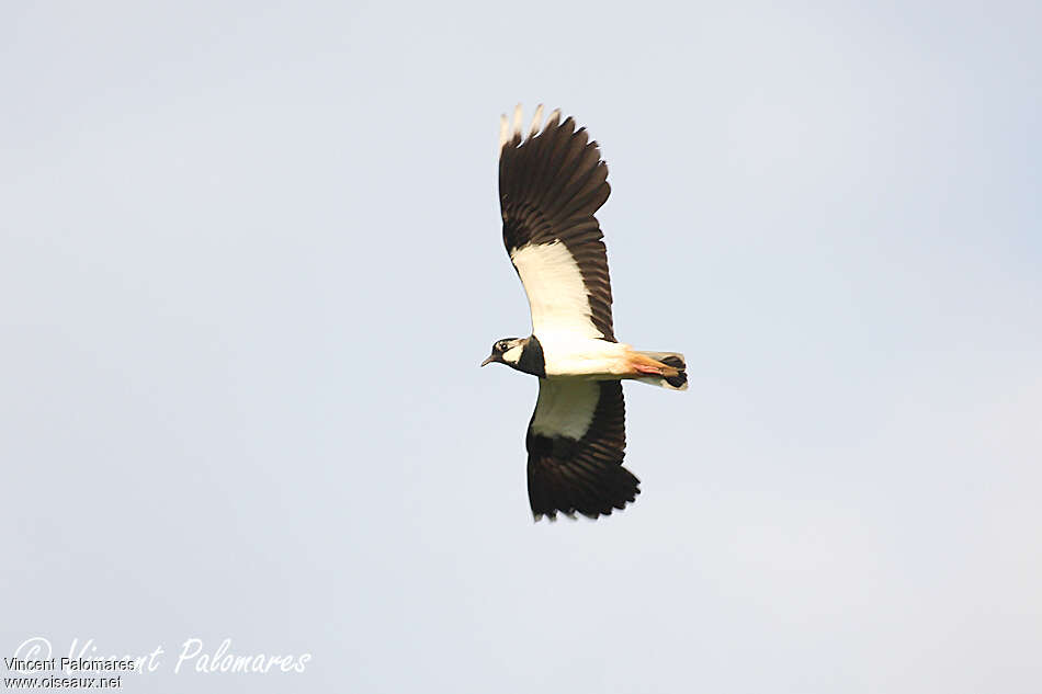 Northern Lapwing male adult, pigmentation, Flight