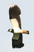 Northern Lapwing