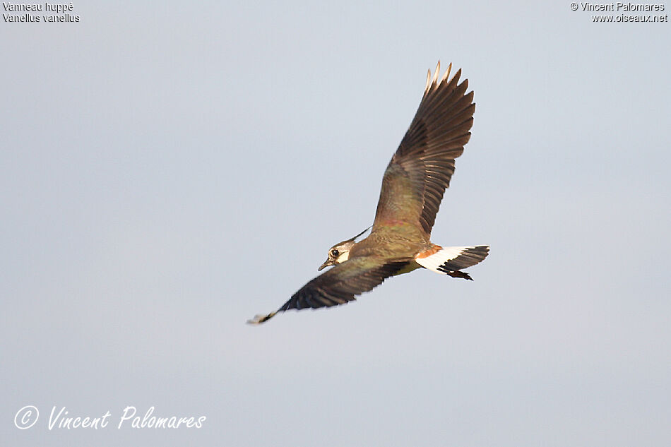 Northern Lapwingadult, Flight