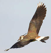 Northern Lapwing