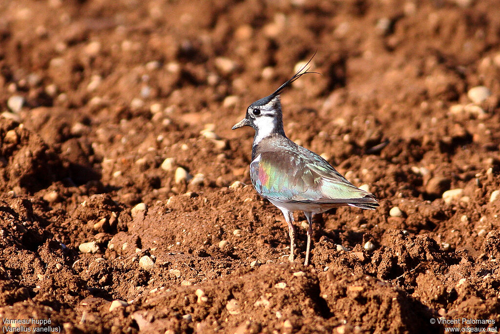 Northern Lapwingadult breeding