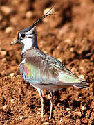 Northern Lapwing