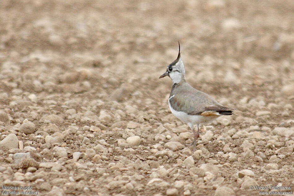 Northern Lapwing