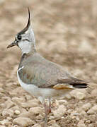 Northern Lapwing