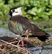 Northern Lapwing