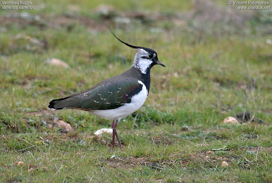 Northern Lapwing