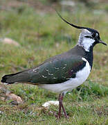 Northern Lapwing