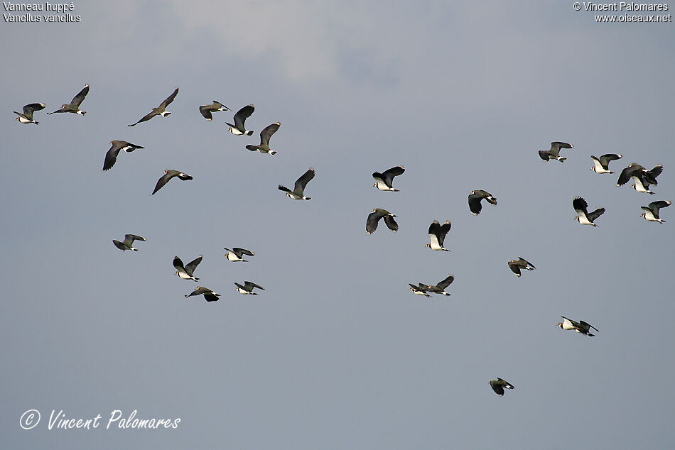 Northern Lapwing