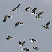 Northern Lapwing