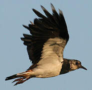 Northern Lapwing