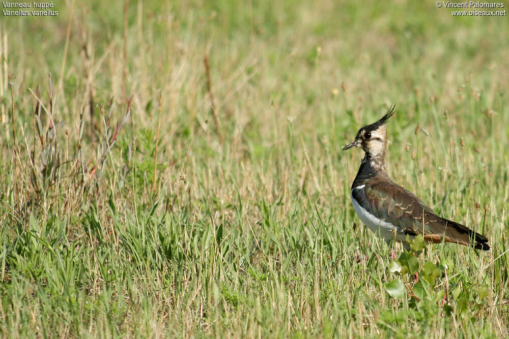 Northern Lapwing