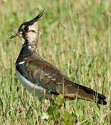 Northern Lapwing