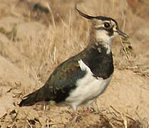 Northern Lapwing