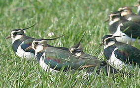 Northern Lapwing