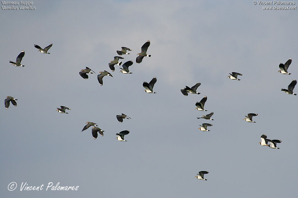 Northern Lapwing