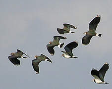 Northern Lapwing