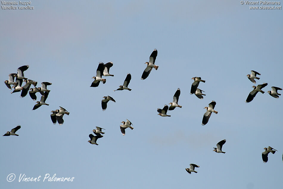 Northern Lapwing