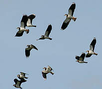 Northern Lapwing