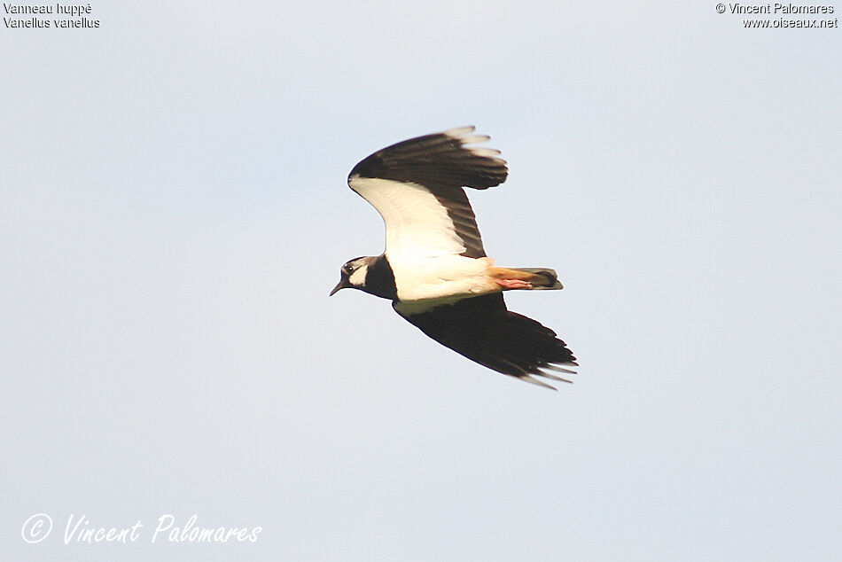 Northern Lapwingadult