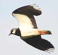 Northern Lapwing