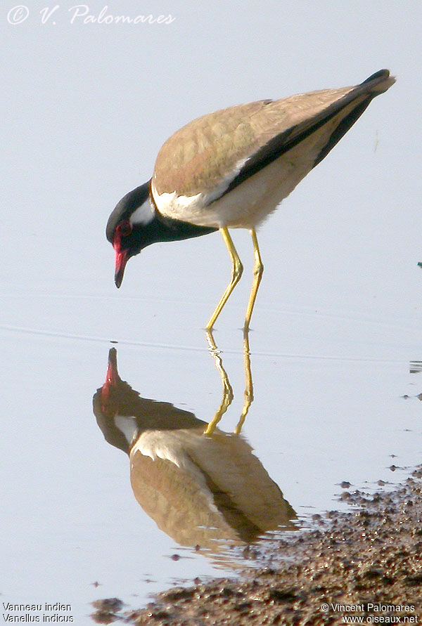 Red-wattled Lapwing