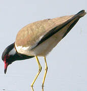 Red-wattled Lapwing