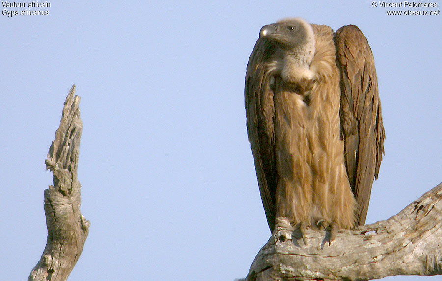 Vautour africain