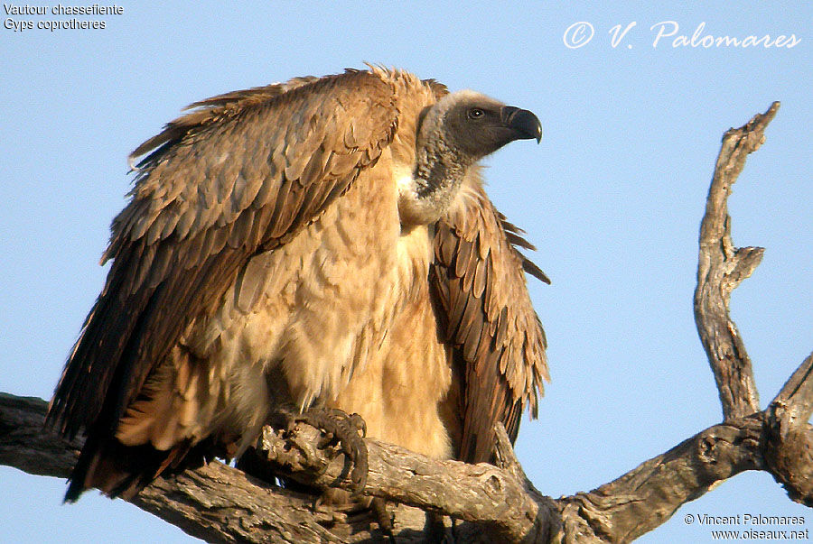 Cape Vulture