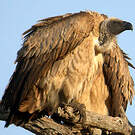 Vautour chassefiente