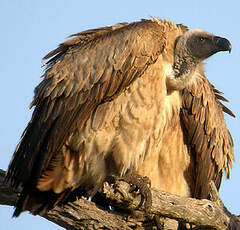 Vautour chassefiente