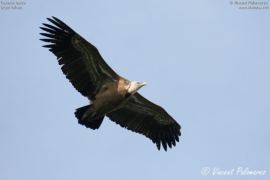 Vautour fauve