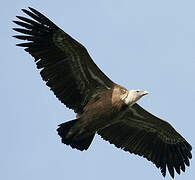 Griffon Vulture