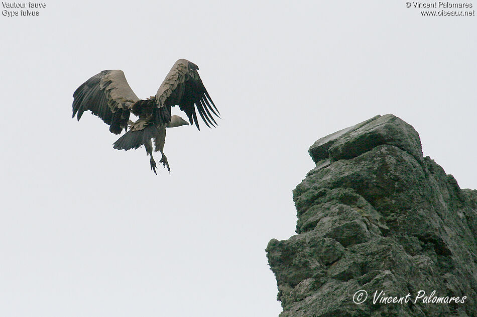 Griffon Vulture