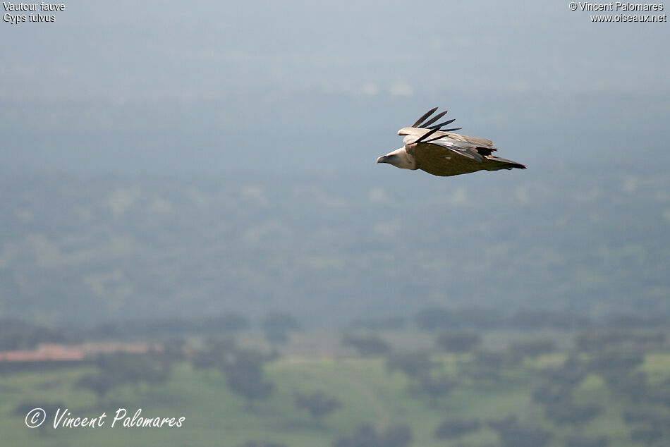 Vautour fauve