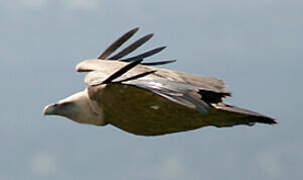 Griffon Vulture