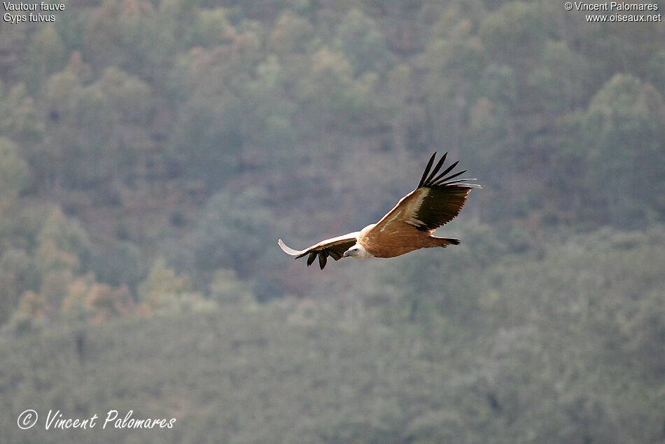 Griffon Vulture