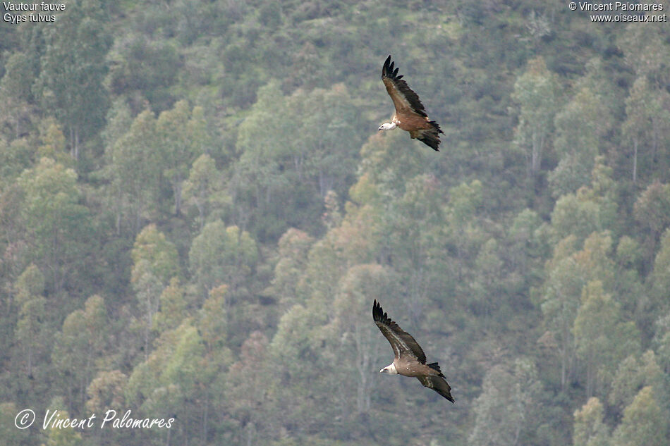 Griffon Vulture