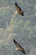 Griffon Vulture