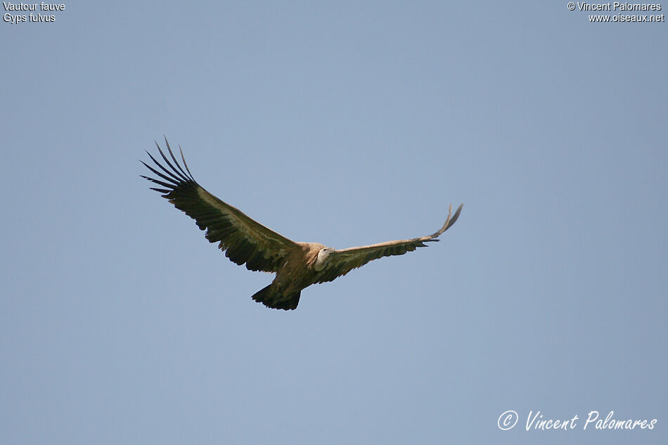 Vautour fauve