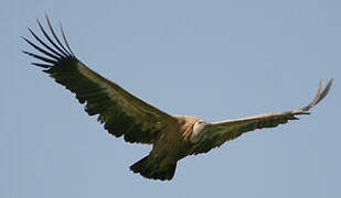 Griffon Vulture