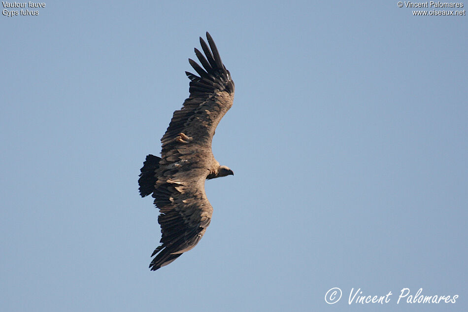 Vautour fauve