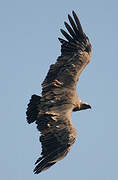 Griffon Vulture