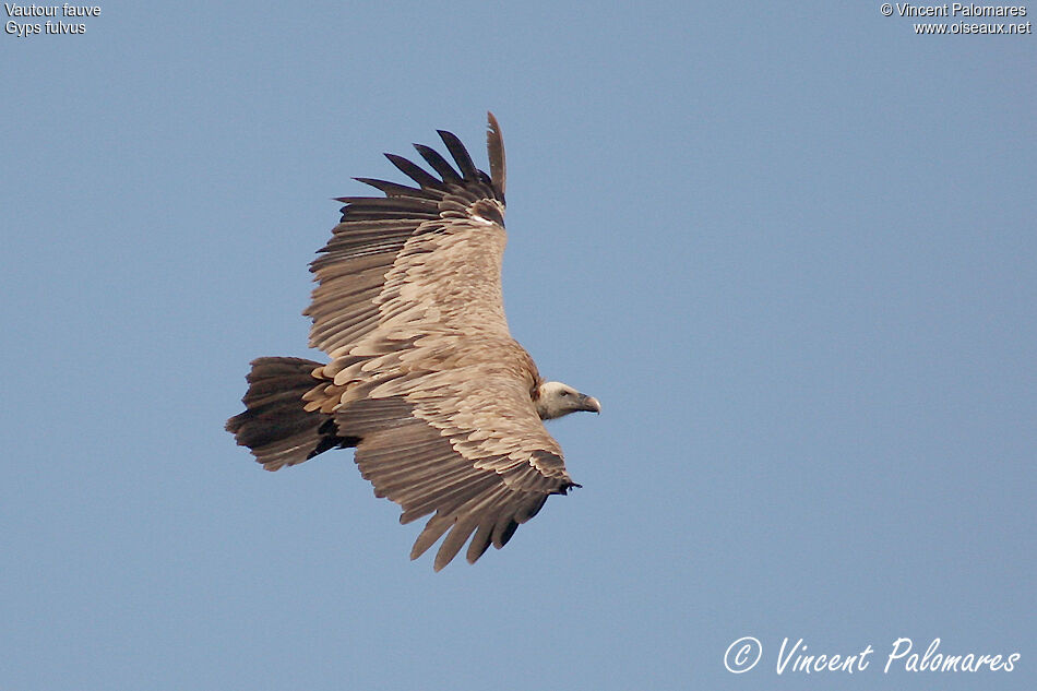 Vautour fauve