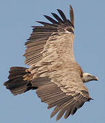 Griffon Vulture