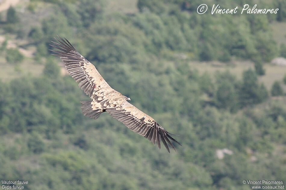 Vautour fauve