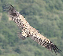 Griffon Vulture