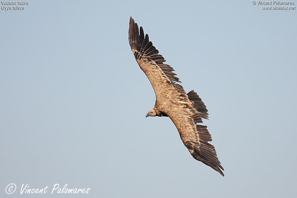 Vautour fauve